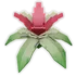 Bananaorchid