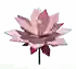 Cyclamen