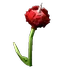 Hornedrose