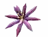 Paradisepetal