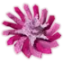 Pinksidedandelion