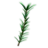 Rosemary