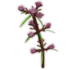 Speargrass