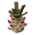 Wildpineapple
